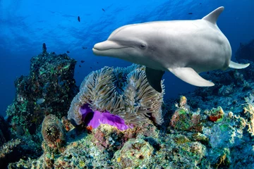 Foto op Plexiglas bottlenose dolphin underwater on reef close up eye look © Andrea Izzotti