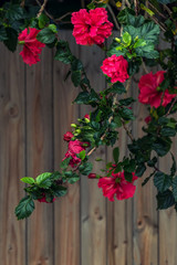 Bush of roses growing over the wooden fence