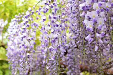 Wisteria, a famous flower of spring