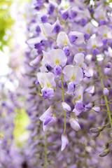 Wisteria, a famous flower of spring