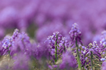 Pink bell-shaped flowers, muscari, hyacinth family. 