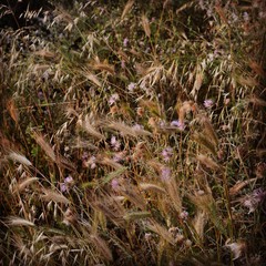 Kornblumen am Mittelmeer