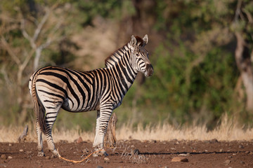 Zebra standing in the Kruger National Park in South Africa