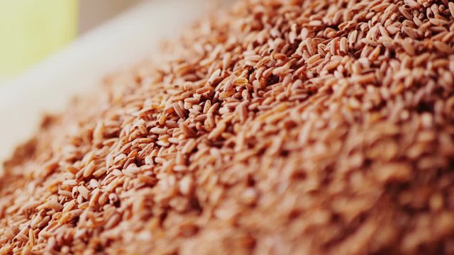 person takes peeled jeera seeds with scoop from large pile