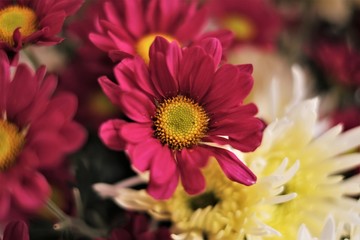 Vivid Pink Daisy Detail - A delicate bloom captured intimately against a contrasting noir backdrop,...