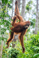 Young of Bornean Orangutan on the tree in a natural habitat. Bornean orangutan (Pongo pygmaeus wurmbii) in the wild nature. Rainforest of Island Borneo. Indonesia. © Uryadnikov Sergey
