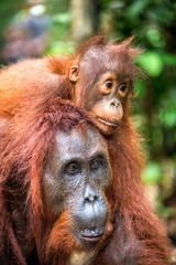 On a mum`s back. Cub of orangutan on mother`s back. Green rainforest. Natural habitat. Bornean orangutan (Pongo pygmaeus wurmbii) in the wild nature. Tropical Rainforest of Borneo Island. Indonesia