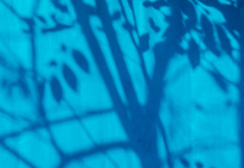  Leaves  shadow on the wall in classic blue pantone, outdoor Chiangmai  Thailand
