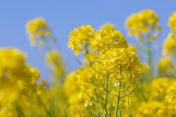 菜の花と青空