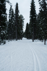 the trail of skis goes deep into the forest