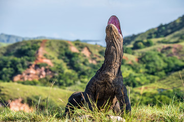 The Komodo dragon  Varanus komodoensis  raised the head with open mouth. It is the biggest living lizard in the world. Island Rinca. Indonesia.