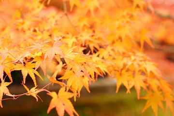 紅葉