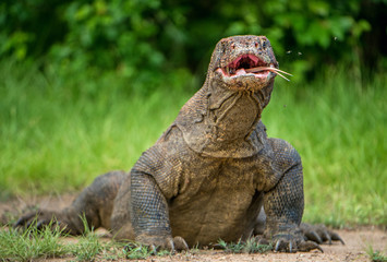 The Komodo dragon  Varanus komodoensis  raised the head with open mouth. It is the biggest living lizard in the world. Island Rinca. Indonesia.