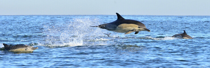 Dolphins, swimming in the ocean. Dolphins swim and jumping from the water. The Long-beaked common...
