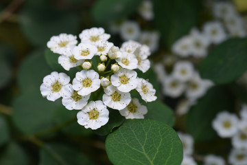 Spirea flowers