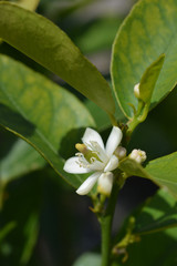 Lemon flower