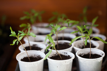 small green tomato seedlings in cups