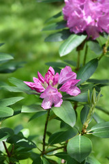 Pontic rhododendron