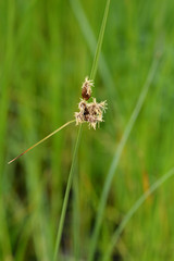 Sea clubrush