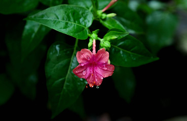 pink flower in the garden