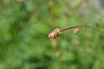 Salad burnet