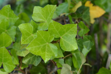 Atlantic ivy