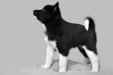 Puppy husky black and white color. Northern dog breed Russian-European Laika.