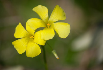 Flor amarela primavera