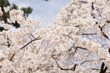 桜