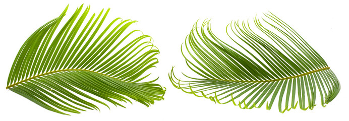 Tropical palm leaf isolated on white background