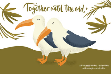 Happy valentine day vector textured albatross bird animal card in a flat style with quote and real facts about love. Romantic illustration. Together until the end.
