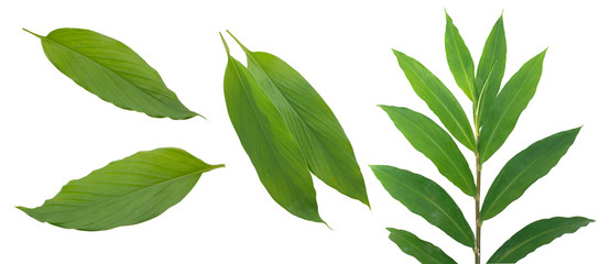 Fototapeta premium Tropical Turmeric leaves isolated on white background