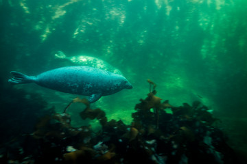 Fototapeta na wymiar Gray seal swimming underwater at Bonaventure Island in Canada