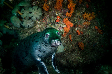 Gray seal swimming underwater at Bonaventure Island in Canada © RLS Photo