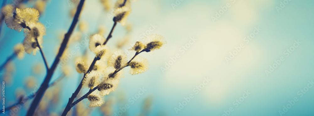 Poster blooming fluffy willow branches in spring close-up on nature macro with soft focus on turquoise blue