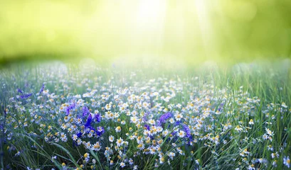 Printed kitchen splashbacks Grass Beautiful field meadow flowers chamomile and violet wild bells in morning green grass in sunlight, natural landscape, close-up. Delightful pastoral airy fresh artistic image nature.