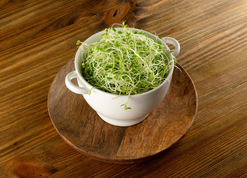 Red Clover Sprouts, Micro Green Healthy Eating Concept