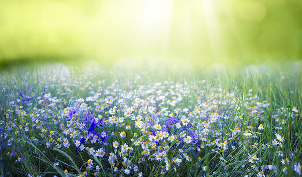 Beautiful field meadow flowers chamomile and violet wild bells in morning green grass in sunlight, natural landscape, close-up. Delightful pastoral airy fresh artistic image nature.