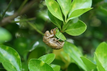 セミの抜け殻