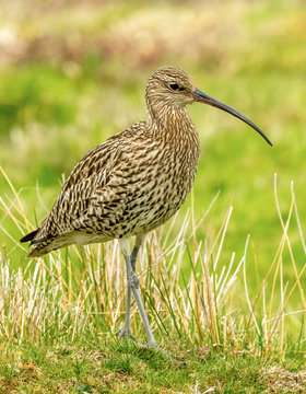 Curlew, adult curlew in natural moorland habitat during the breeding season.  Curlews are ground nesting birds.  Yorkshire, England.   Space for copy.