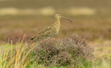 Curlew, adult curlew in natural moorland habitat during the breeding season.  Curlews are ground nesting birds.  Yorkshire, England.   Space for copy.