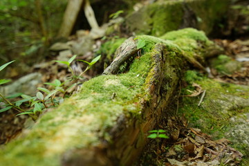 虫の目線
