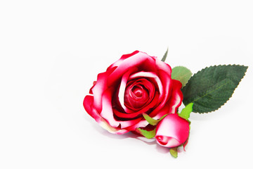 Naklejka premium natural red rose flower with green leaves on a white background