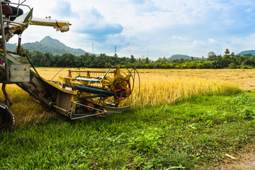 Fototapeta na wymiar Harvesting of rice by combine harvester.