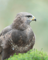 Headshot of common buzzard with blurred background.