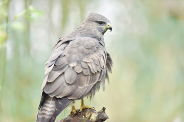 Buzzard perched on tree stump in forest.