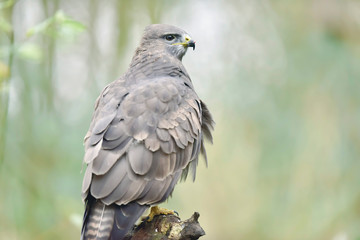 Buzzard perched on tree stump in forest.