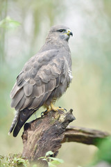Buzzard perched on tree stump in forest.