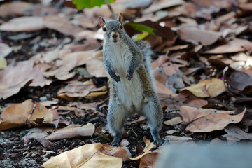 Grauhörnchen in Florida