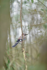 Jay perched on twig between bushes.